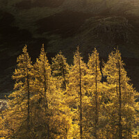 Buy canvas prints of Majestic Autumn Fall landscape of backlit larch trees in Lake District viewed from Hallin Fell durnig a cold morning by Matthew Gibson