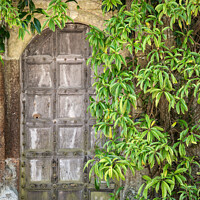 Buy canvas prints of Beautiful vintage Victorian mansion entrance door surrounded by plants and tree by Matthew Gibson