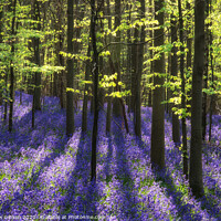 Buy canvas prints of Beautiful morning in Spring bluebell forest with sun beams through trees by Matthew Gibson