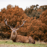 Buy canvas prints of Red deer stag during rutting season in Autumn by Matthew Gibson