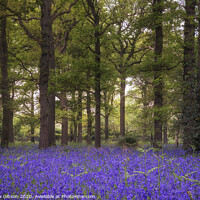 Buy canvas prints of Shallow depth of field landscape of vibrant bluebell woods in Spring by Matthew Gibson