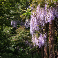 Buy canvas prints of Purple wisteria draping over garden ornaments in Summer growth landscape by Matthew Gibson