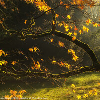 Buy canvas prints of Beautiful golden Autumn leaves with bright backlighting from sunrise by Matthew Gibson