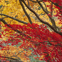 Buy canvas prints of Beautiful colorful vibrant red and yellow Japanese Maple trees in Autumn Fall forest woodland landscape detail in English countryside by Matthew Gibson