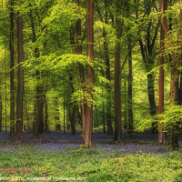Buy canvas prints of Majestic Spring landscape image of colorful bluebell flowers in woodland by Matthew Gibson