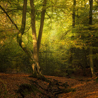 Buy canvas prints of Stunning Autumn Fall colorful vibrant woodland landscape by Matthew Gibson