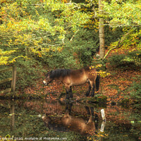 Buy canvas prints of Stunning Autumn Fall colorful vibrant woodland landscape with wild pony by lake by Matthew Gibson