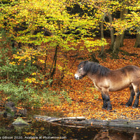 Buy canvas prints of Stunning Autumn Fall colorful vibrant woodland landscape with wild pony by lake by Matthew Gibson