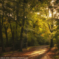 Buy canvas prints of Stunning Autumn Fall colorful vibrant woodland landscape by Matthew Gibson