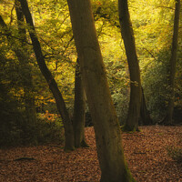 Buy canvas prints of Stunning Autumn Fall colorful vibrant woodland landscape by Matthew Gibson