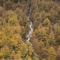 Buy canvas prints of Stunning vibrant golden Autumn Fall landscape of larch tree forest with river and waterfall flowing through from top to bottom of image by Matthew Gibson