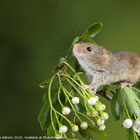 Buy canvas prints of adorable cute harvest mice micromys minutus on white flower foliage with neutral green nature background by Matthew Gibson