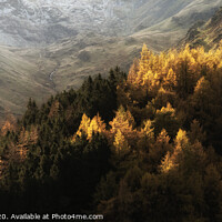 Buy canvas prints of Beautiful landscape image of Autumn Fall with vibrant pine and larch trees against majestic setting of Hawes Water and High Stile peak in Lake District by Matthew Gibson