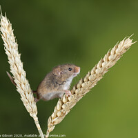 Buy canvas prints of Adorable cute harvest mice micromys minutus on wheat stalk with neutral green nature background by Matthew Gibson