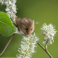 Buy canvas prints of Adorable cute harvest mice micromys minutus on white flower foliage with neutral green nature background by Matthew Gibson