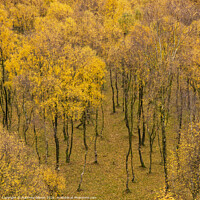 Buy canvas prints of Amazing view of Silver Birch forest with golden leaves in Autumn Fall landscape scene of Upper Padley gorge in Peak District in England by Matthew Gibson