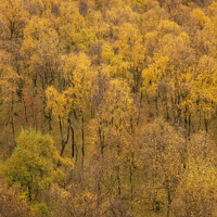 Buy canvas prints of Amazing view of Silver Birch forest with golden leaves in Autumn Fall landscape scene of Upper Padley gorge in Peak District in England by Matthew Gibson