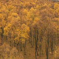 Buy canvas prints of Amazing view over the top of Silver Birch forest with golden leaves in Autumn Fall landscape scene of Upper Padley gorge in Peak District in England by Matthew Gibson