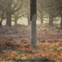 Buy canvas prints of Beautiful Autumn Fall Winter forest woodland landscape fine art scene by Matthew Gibson