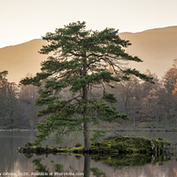 Buy canvas prints of Beautiful landscape image of Tarn Hows in Lake District during beautiful Autumn Fall evening sunset with vibrant colours and still waters by Matthew Gibson