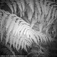 Buy canvas prints of Stunning black and white detail infra red image of forest fern leaf in landscape by Matthew Gibson