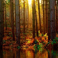 Buy canvas prints of Delamere Forest Sunset by Ian Philip Jones