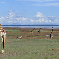 Buy canvas prints of Giraffe standing tall by Lake Manyara by Hannah Hopton