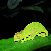 Buy canvas prints of Chameleon of the night by Hannah Hopton