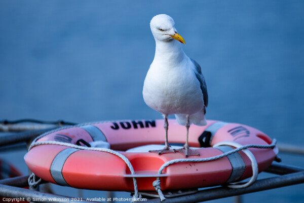 John the Seagull Picture Board by Simon Wilkinson