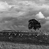 Buy canvas prints of Lonely Tree by Simon Wilkinson