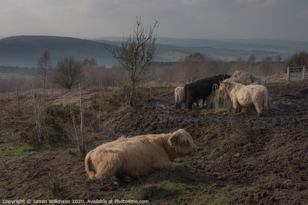 Cattle on Beeley Moor Picture Board by Simon Wilkinson