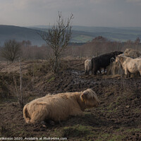 Buy canvas prints of Cattle on Beeley Moor by Simon Wilkinson