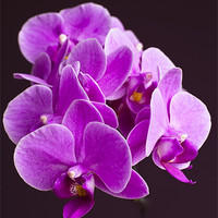 Buy canvas prints of Plant, Orchid, Phalaenopsis, Pink Flowers by Hugh McKean