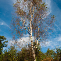Buy canvas prints of Plant, Tree Silver birch, Betula pendula by Hugh McKean