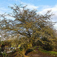 Buy canvas prints of Plant, Hawthorn, Gnarled, Twisted, Exposed by Hugh McKean