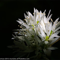 Buy canvas prints of Sunlit white star shaped flowers by Hugh McKean
