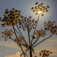 Buy canvas prints of Sunlight through plant seedhead by Hugh McKean