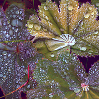 Buy canvas prints of Colour manipulated raindrops on leaves by Hugh McKean