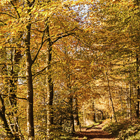 Buy canvas prints of Autumn colours, riverside walk, November 2103 by Hugh McKean