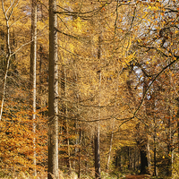 Buy canvas prints of Autumn colours, riverside walk, November 2103 by Hugh McKean