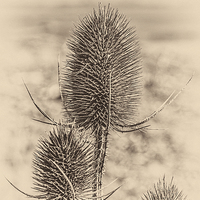Buy canvas prints of Plant, Wild teasel, Dipsacus fullonum, Seed heads by Hugh McKean