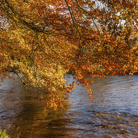 Buy canvas prints of Autumn colours, riverside walk, November 2011 by Hugh McKean