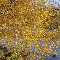 Buy canvas prints of Autumn colours, riverside walk, November 2011 by Hugh McKean