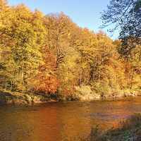 Buy canvas prints of Autumn colours, riverside walk, November 2013 by Hugh McKean