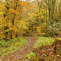 Buy canvas prints of Autumn colours, woodland walk, November 2013 by Hugh McKean
