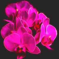 Buy canvas prints of Photo Art, Plant, Orchid, Phalaenopsis, Pink Flowe by Hugh McKean