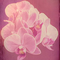Buy canvas prints of Plant, Orchid, Phalaenopsis, Pink Flowers  by Hugh McKean