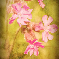Buy canvas prints of Red Campion flowers by Hugh McKean