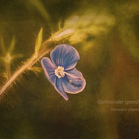 Buy canvas prints of Photo art of a Germander Speedwell flower  by Hugh McKean