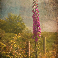 Buy canvas prints of Photo art, Plant, Foxglove, Digitalis purpurea by Hugh McKean